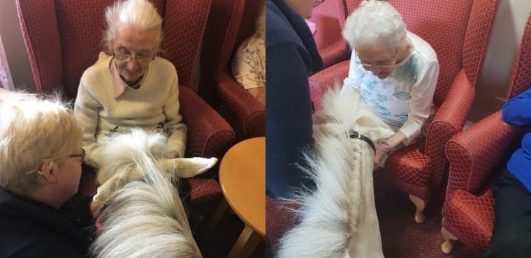  Blondie the Shetland pony delights care home residents 