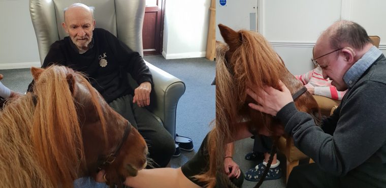  Blind Shetland pony Smurf brings joy to care home residents 