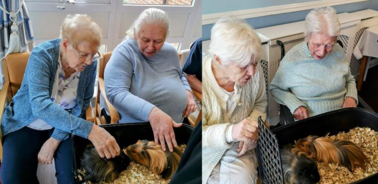  Exotic animal therapy proves a hit at Tyneside care home 
